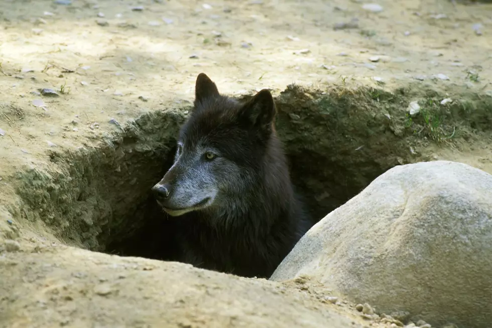 First Wolf Den Discovered Since Reintroduction of the Species to Colorado