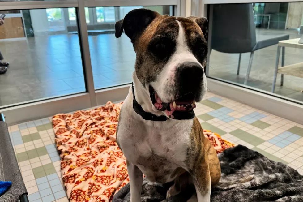 Photo Courtesy of NOCO Humane