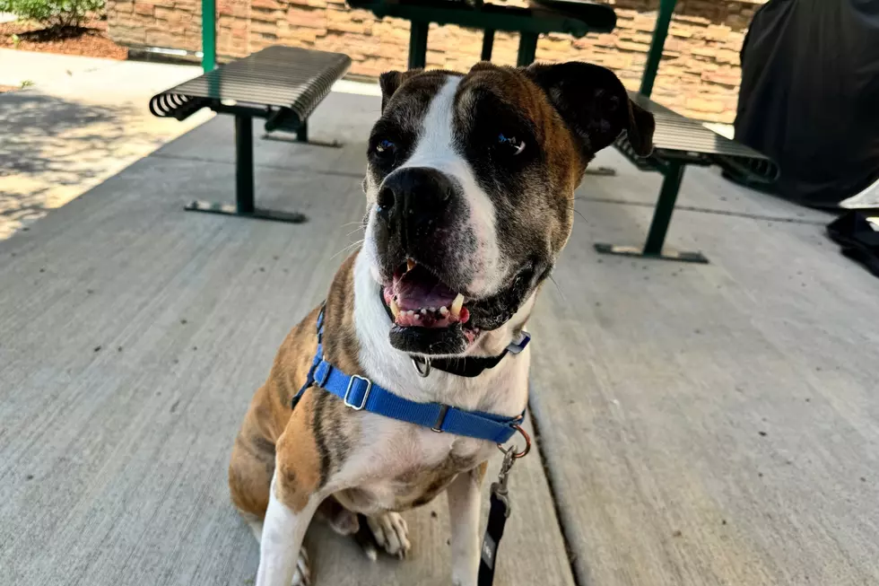 Photo Courtesy of NOCO Humane
