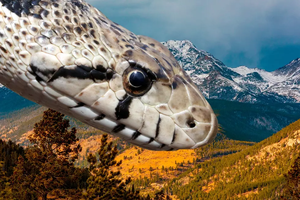 Why Colorado Homeowners Should Love This Misunderstood Snake