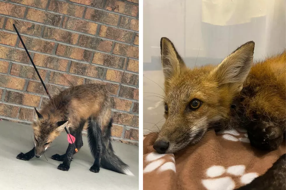 Red Fox Recovering in Colorado After Being Shot By An Arrow