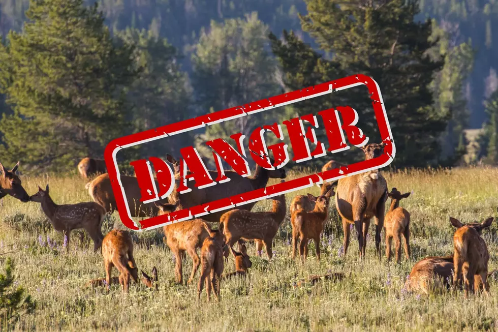 Colorado Playground Closed After Second Elk Attack on Child