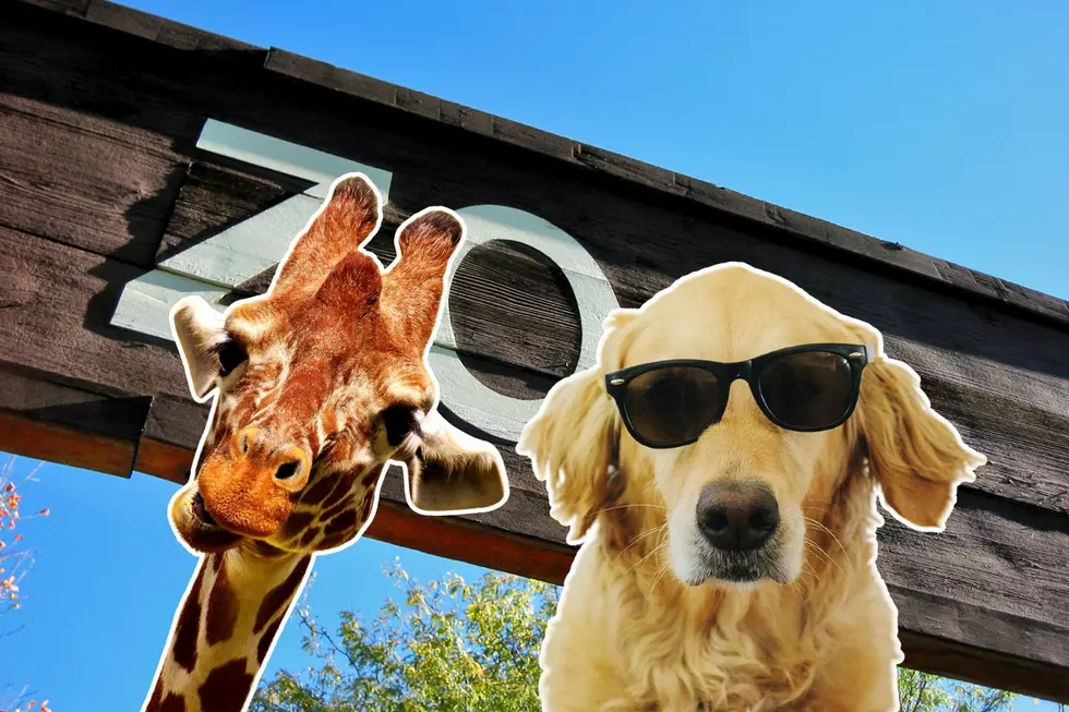 Did You Know There is a Colorado Zoo That has Dog Days?