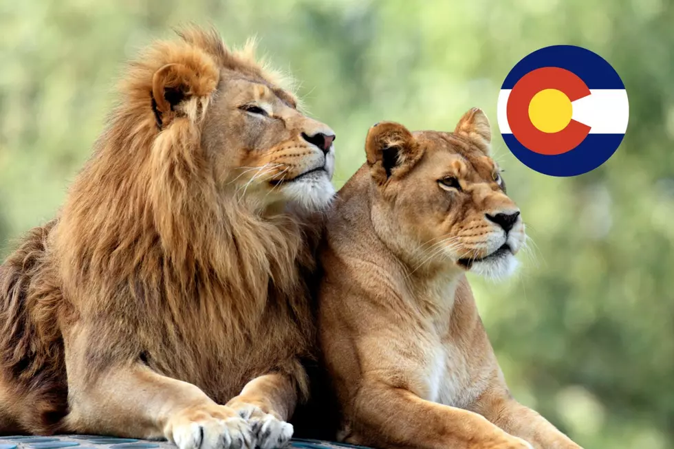 The Denver Zoo Announces Major Changes