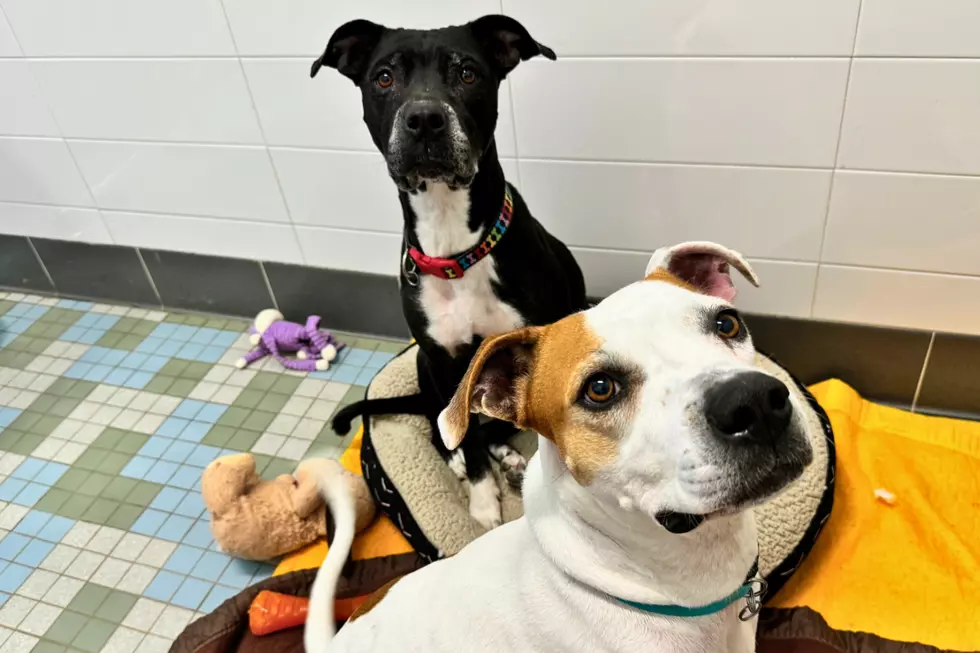 Courtesy of NOCO Humane, Canva