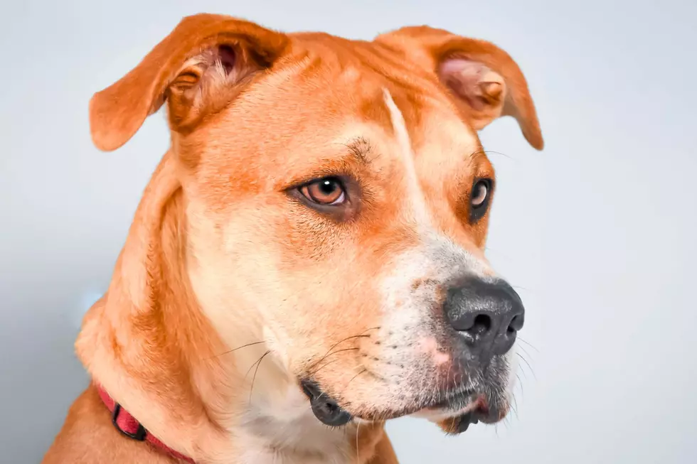 Courtesy of NOCO Humane
