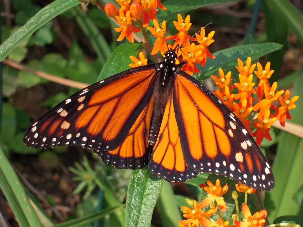 Butterfly Pavilion