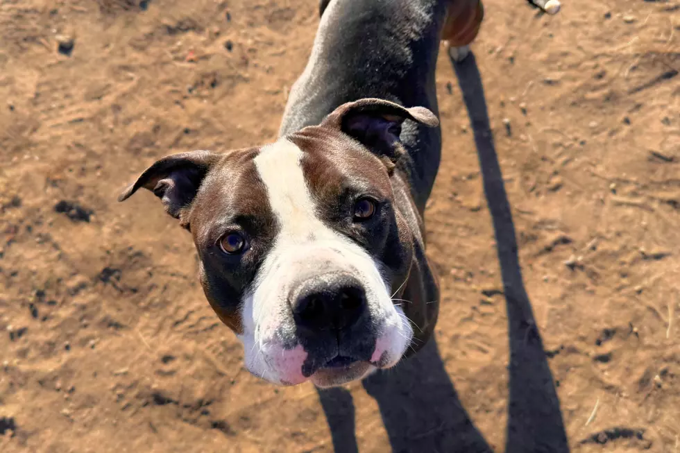 Courtesy of NOCO Humane