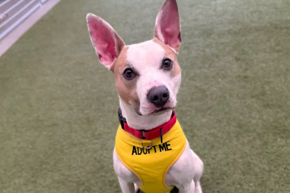 Courtesy of NOCO Humane