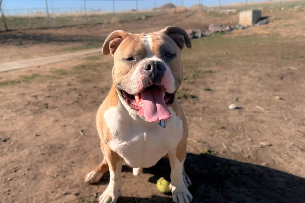 Courtesy of NOCO Humane