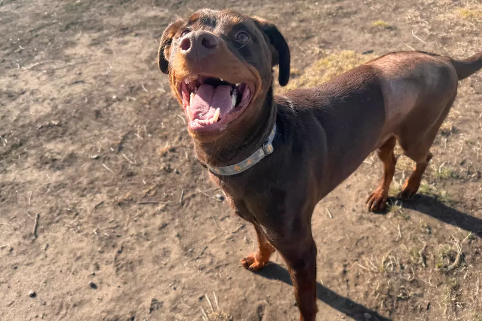 Courtesy of NOCO Humane
