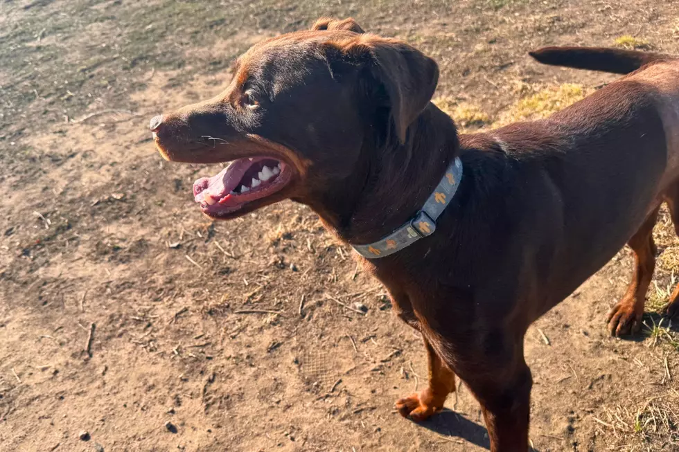 Courtesy of NOCO Humane