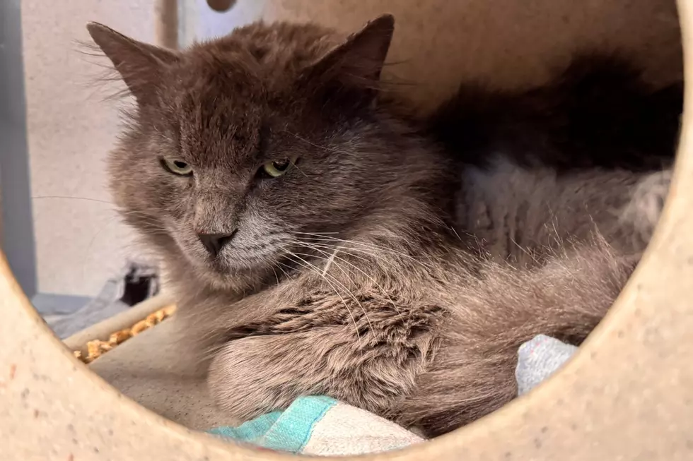 Courtesy of NOCO Humane