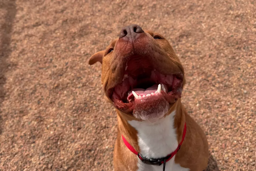 Courtesy of NOCO Humane