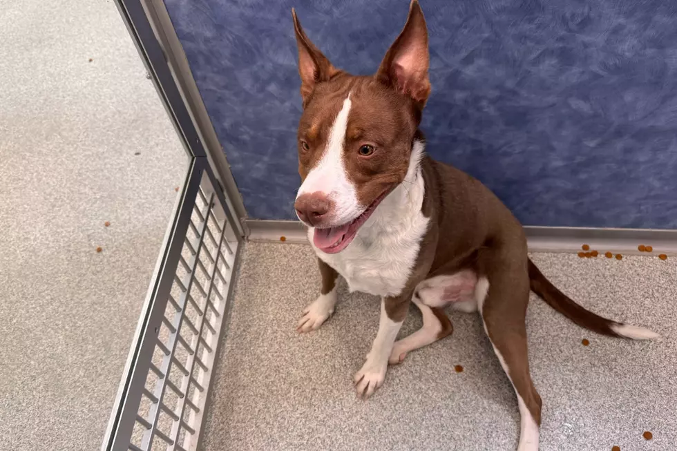 Courtesy of NOCO Humane
