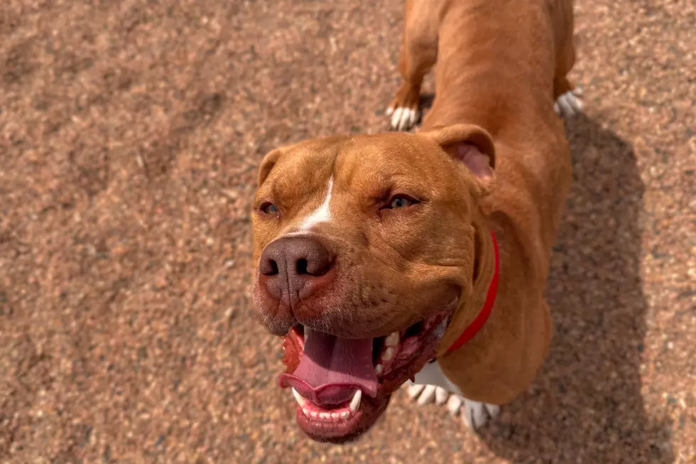 Courtesy of NOCO Humane