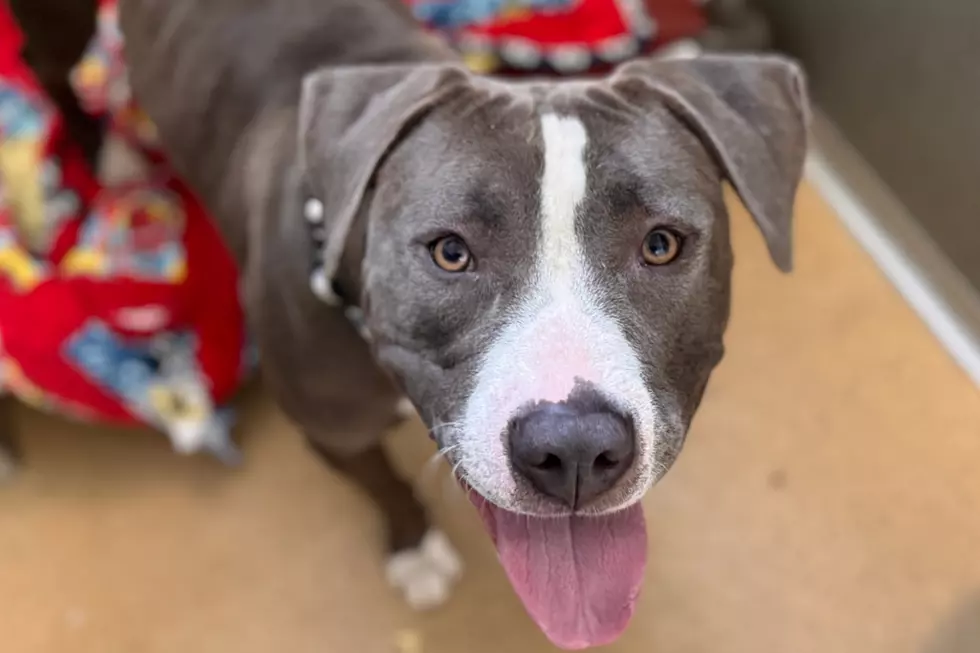 Courtesy of NOCO Humane