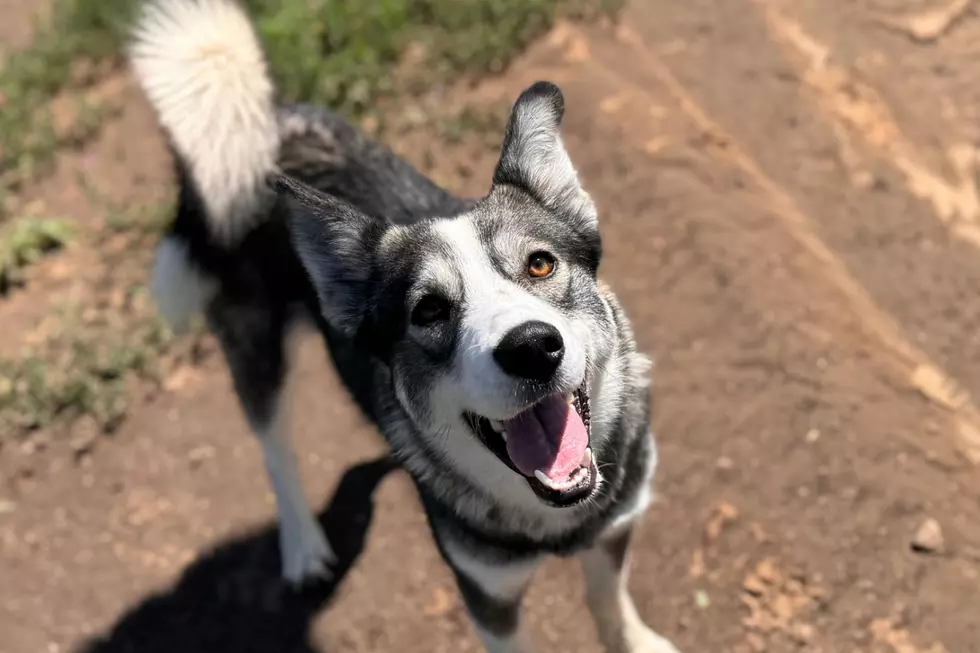 Courtesy of NOCO Humane