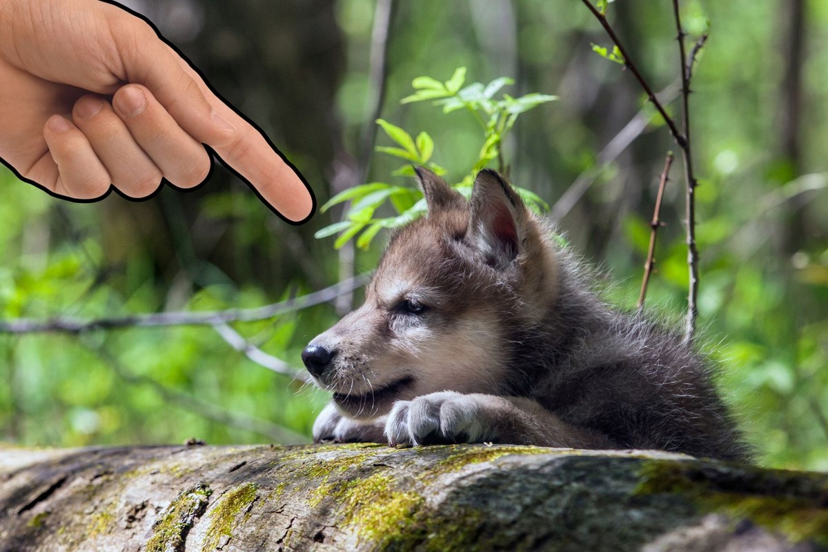 Six New Gray Wolf Pups Spotted in Colorado Mountains