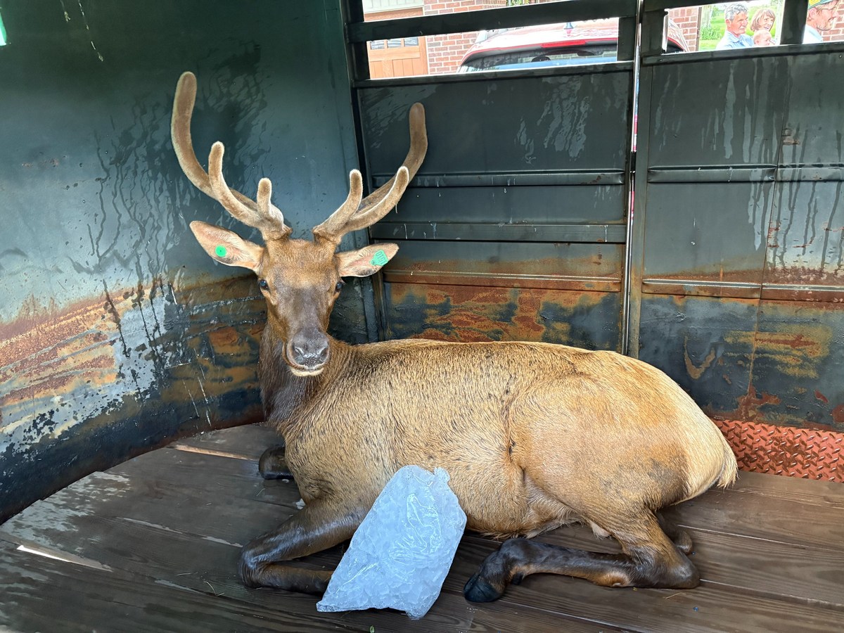 Colorado Parks and Wildlife Relocate Elk Found in Lakewood