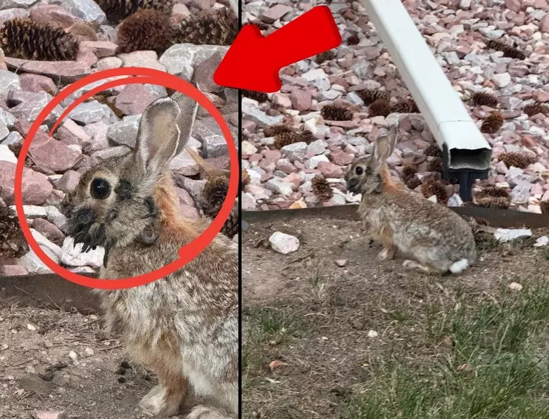 Fort Collins Wild Rabbits Showing Unusual Tumors on Heads [PHOTO]