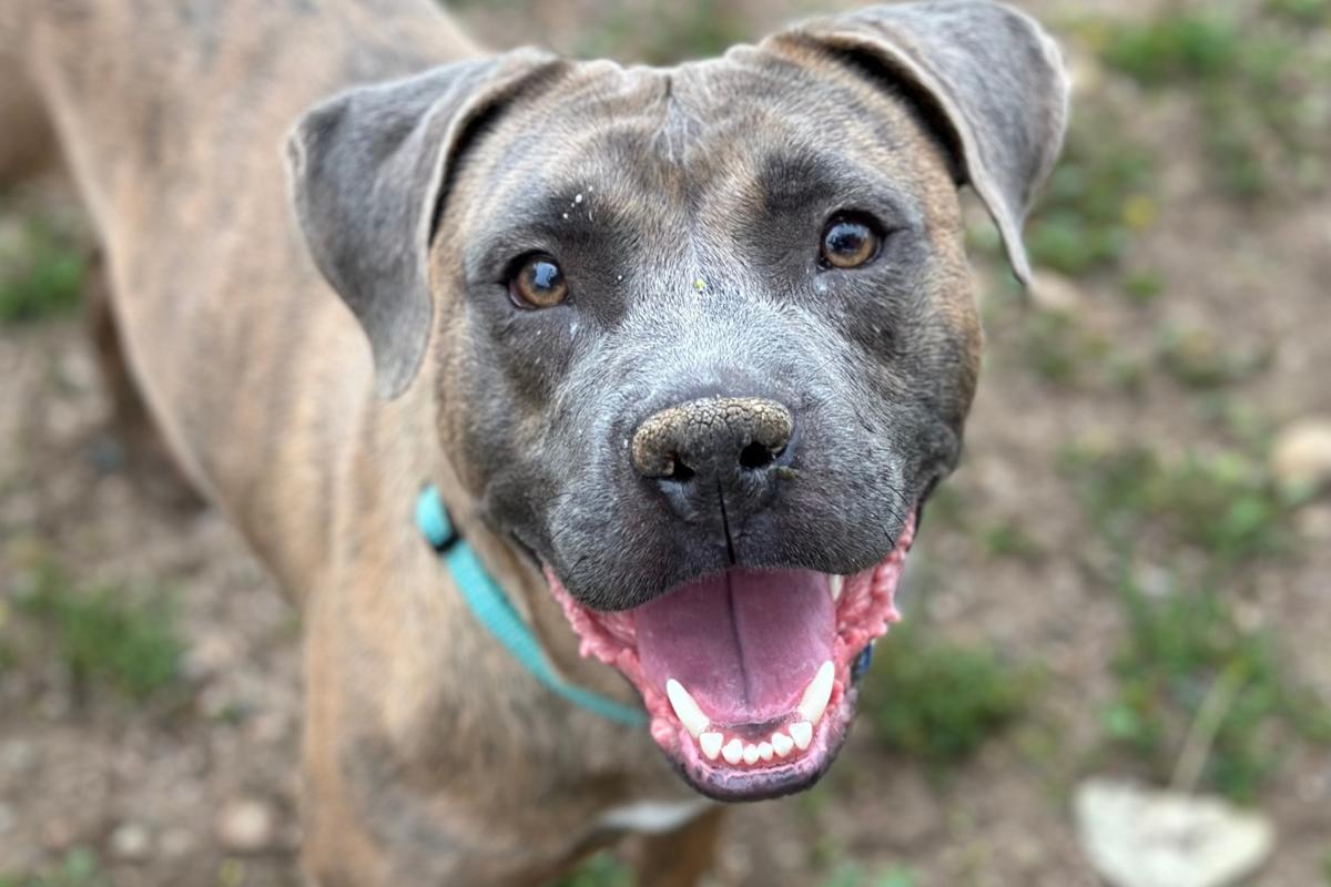 Zane, the Fun and Energetic Pit Bull Mix in Northern Colorado