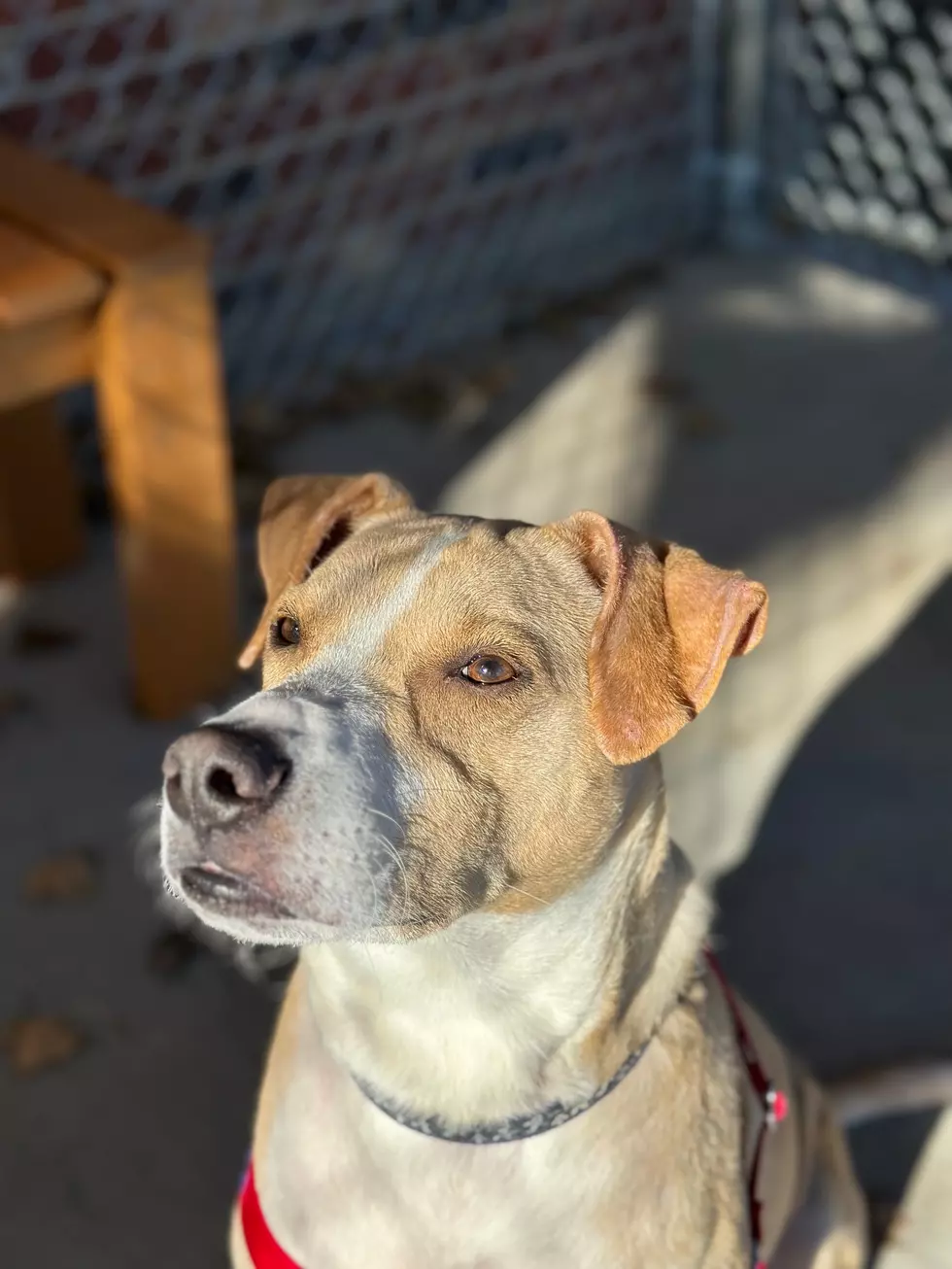 NOCO Humane