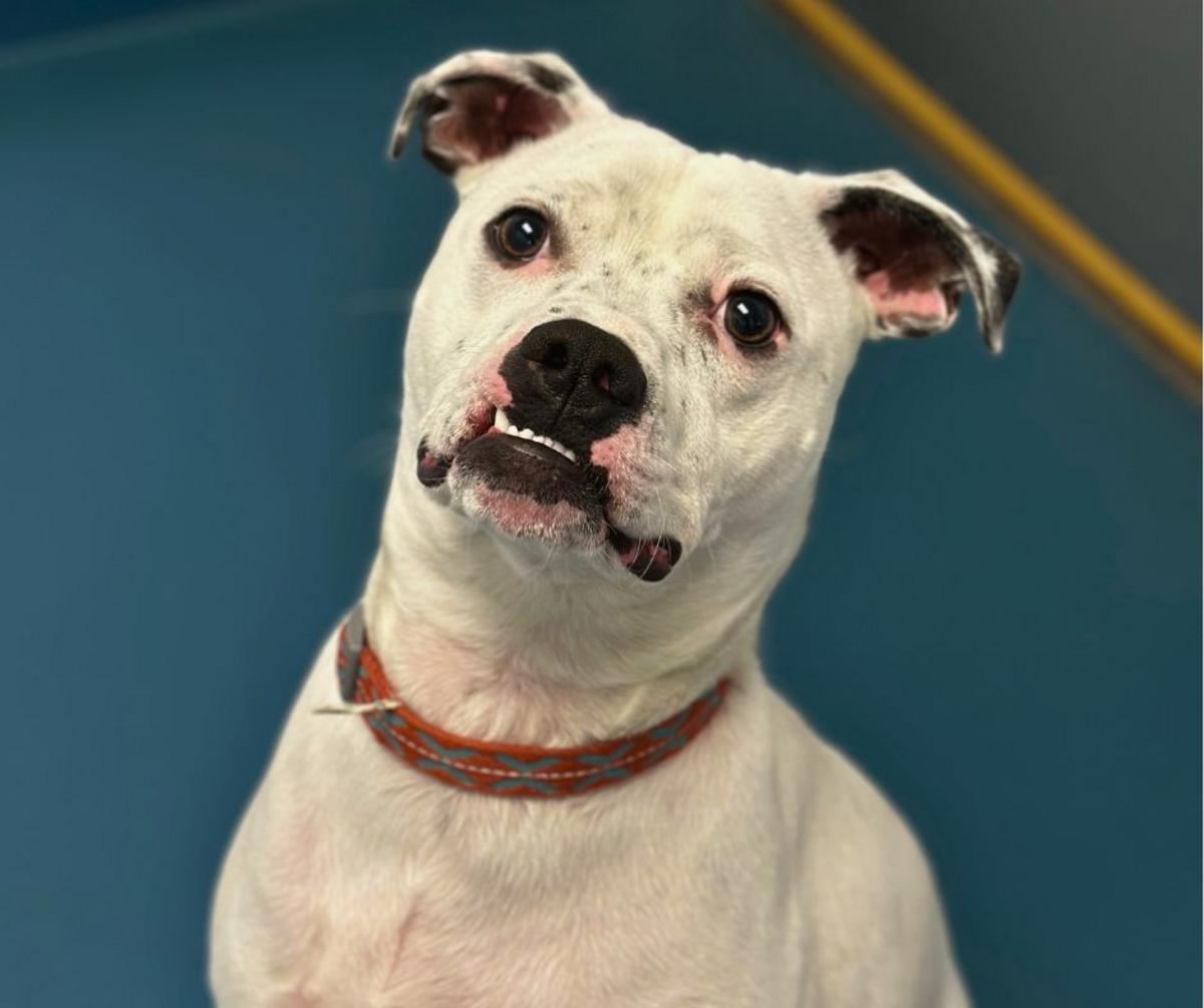 Townsquare NoCo Pet of the Week: Cowboy Wants to Join Your Family - K99