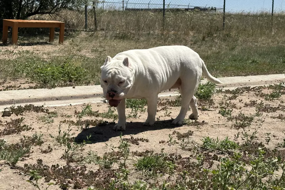 NOCO Humane