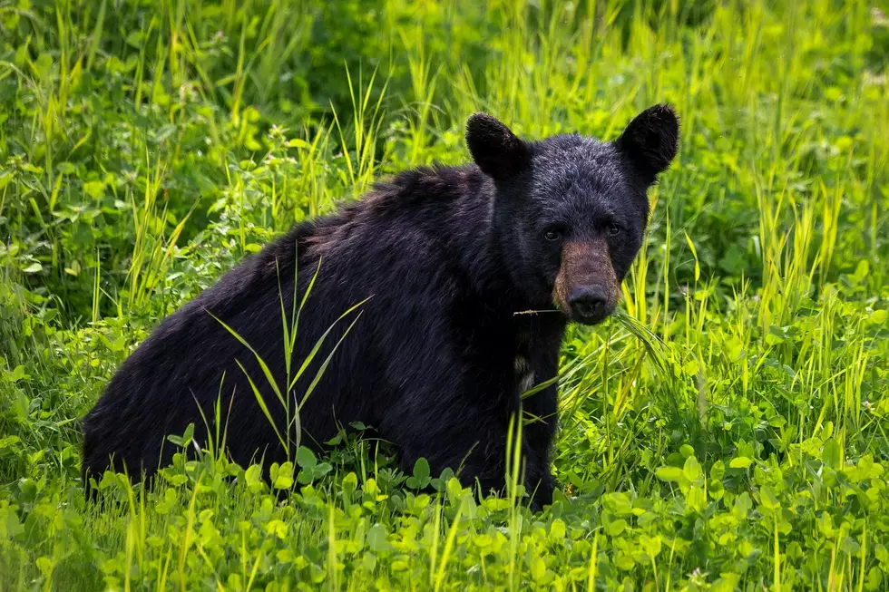 Colorado Park Temporarily Closes Due to Aggressive Bear Activity