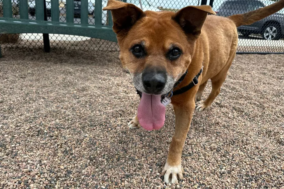 Meet Sarge: NOCO Humane Pet of the Week