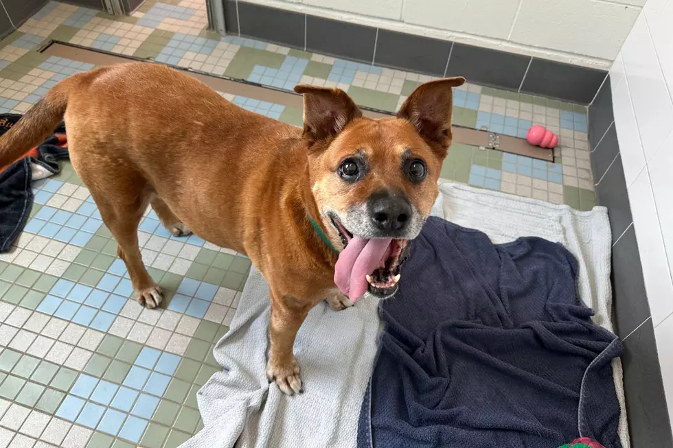 NOCO Humane