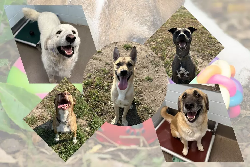 Meet The NOCO Humane Pets of The Week