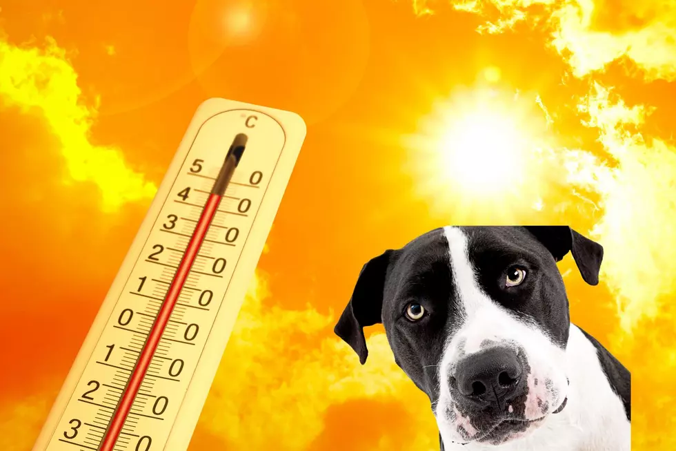 How To Keep Your Pup Cool During This Northern Colorado Heat Wave