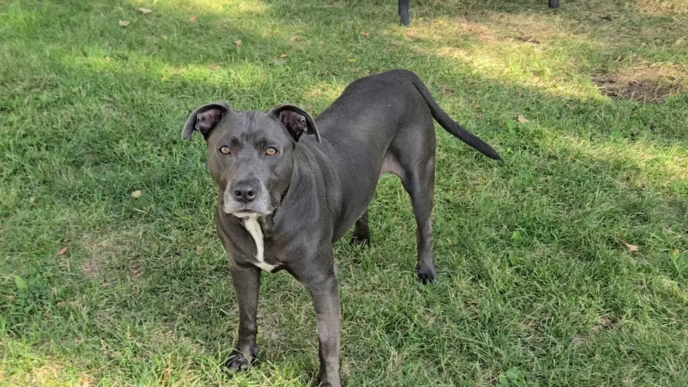 Meet Loki: NOCO Humane Pet of the Week