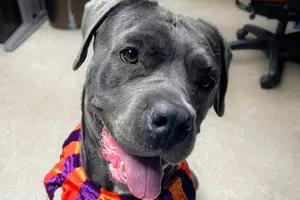 Luna the Cane Corso Mix Needs a Northern Colorado Home