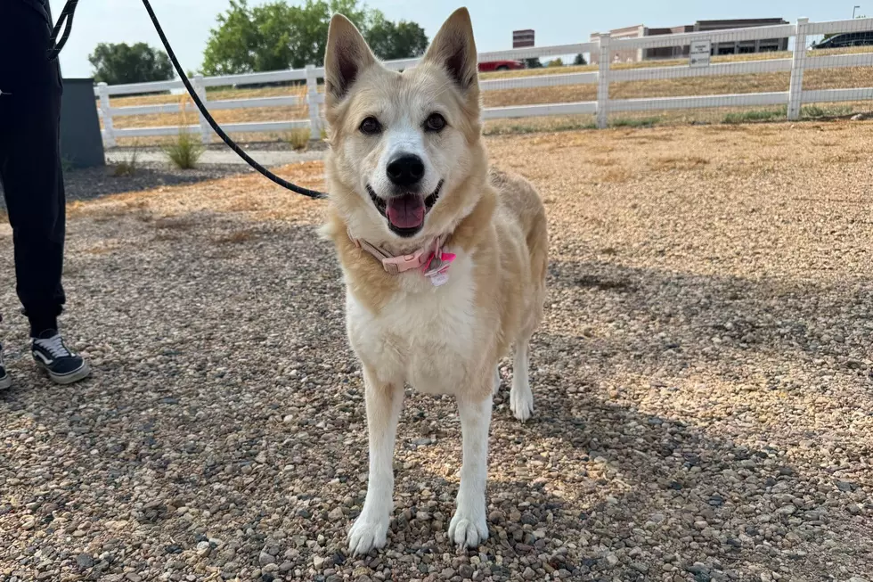 Meet Aurora: The NOCO Pet of the Week