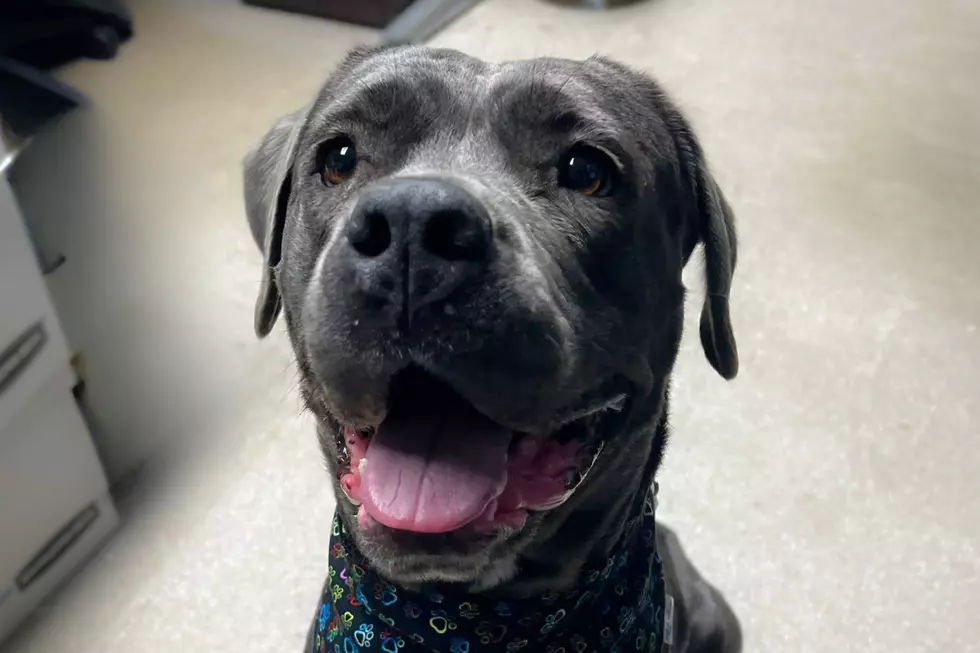 NOCO Humane