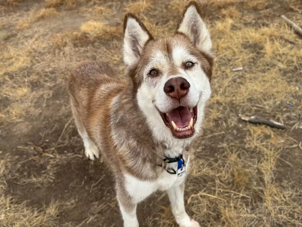 Meet Henry: NOCO Humane Pet of the Week