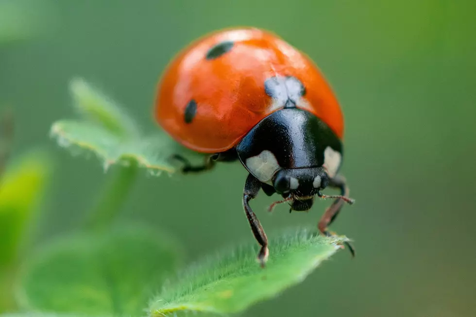 Don’t Kill These Creepy Colorado Bugs in Your Home