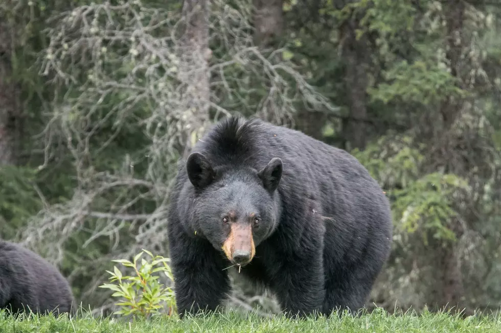 Ranking the Scariest Animals to Meet in the Wild in Colorado