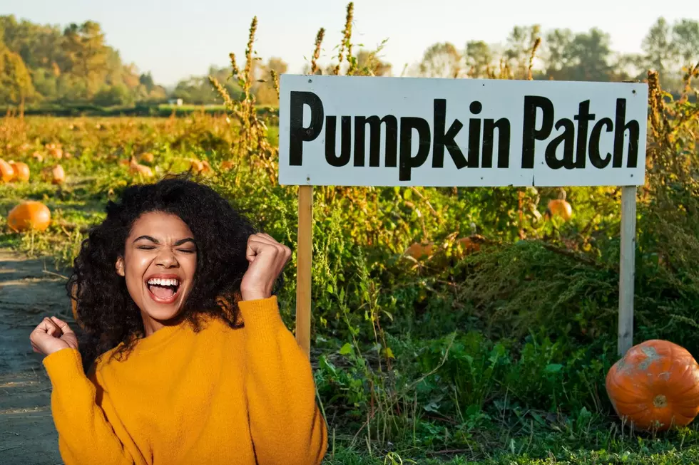 The Best Northern Colorado Pumpkin Patches For All Of Us Basic Bs