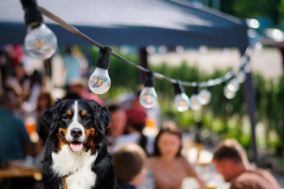 Grab The Leash! Northern Colorado Businesses That Welcome Dogs