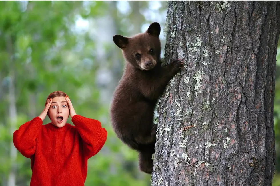 Bear With Me: Colorado Takes Wild Tumble From A Tree In Denver