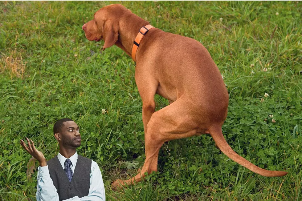 Northern Colorado Is Cracking Down On Doggy Doo