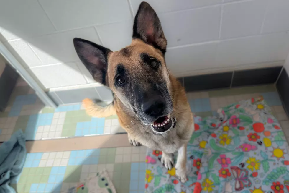 Meet Cy: A Smart German Shepherd Looking for a Colorado Home