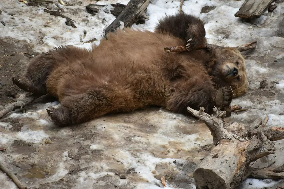 Too Many Bears Being Killed in Colorado This Year