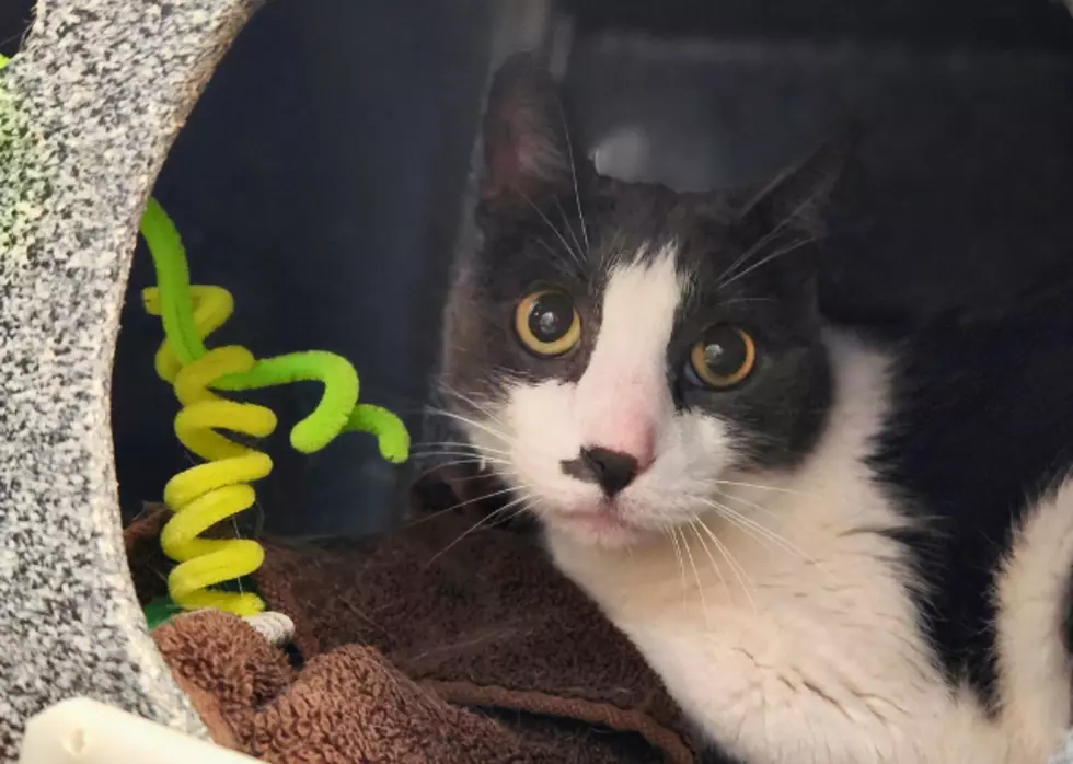 Meet Mister: NOCO Humane’s Pet of the Week