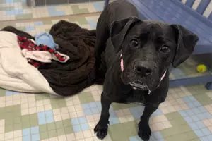 Meet Phoot: NOCO Humane’s Pet of the Week