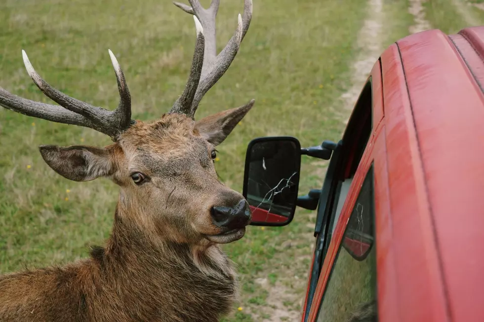 The Number of Fatal Car Crashes With Wildlife in Colorado